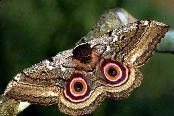 бабочка  крапчатая павлиноглазка (Gynanisa maja)