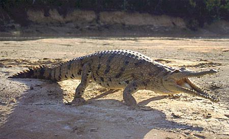 Виды Крокодилов Фото