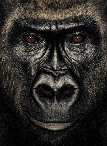 Приматы от James Mollison