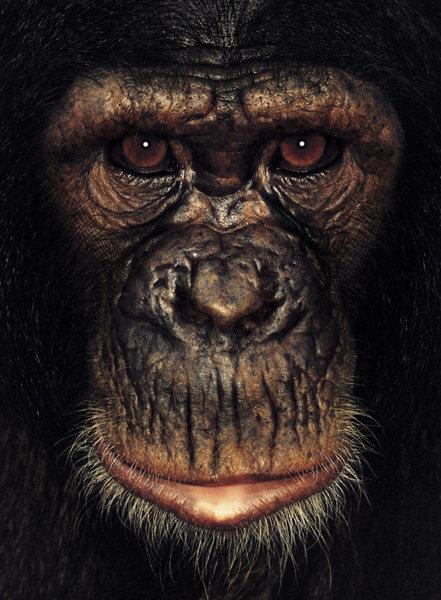 Приматы от James Mollison