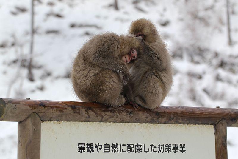 Снежные обезьяны в горячих источниках Адской долины