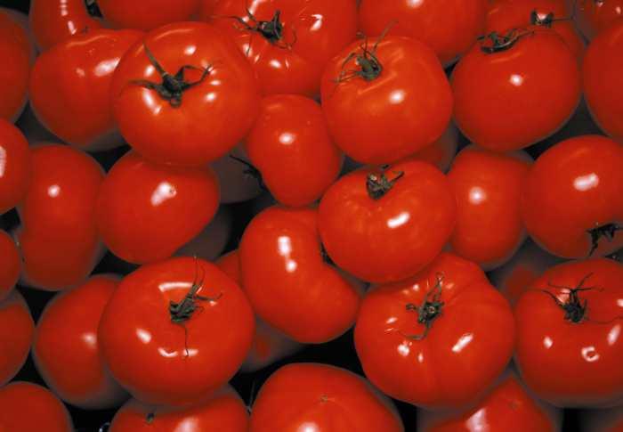 Две современные группы сортов томатов: одна – дикие черри, другая – томат «смородинный», произошли от недавнего окультуривания диких томатов