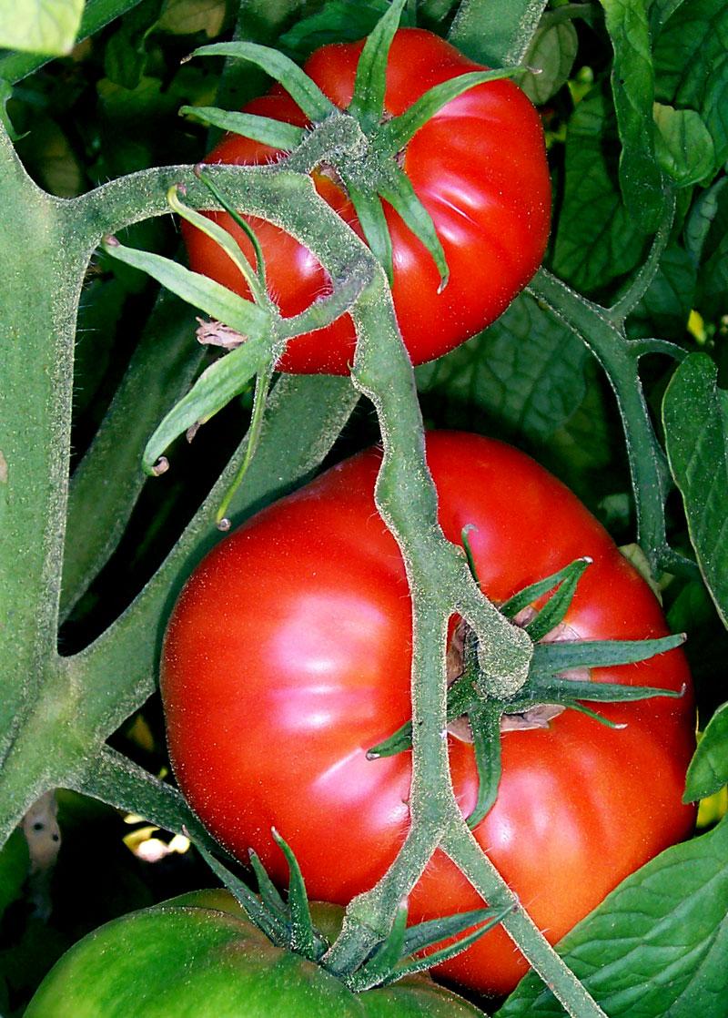 Две    современные группы сортов томатов: одна – дикие черри, другая – томат    «смородинный», произошли от недавнего окультуривания диких томатов