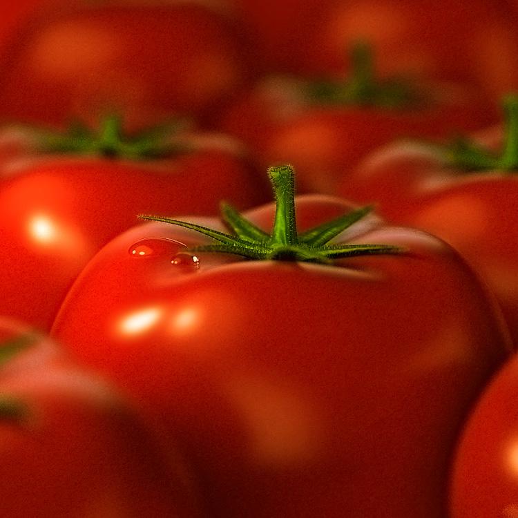 Две    современные группы сортов томатов: одна – дикие черри, другая – томат    «смородинный», произошли от недавнего окультуривания диких томатов