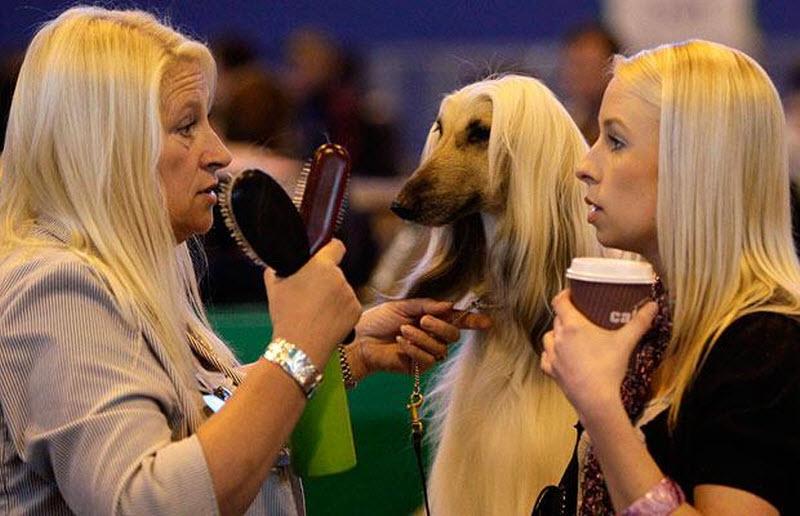 Фотографии с выставки собак - Crufts в Великобритании