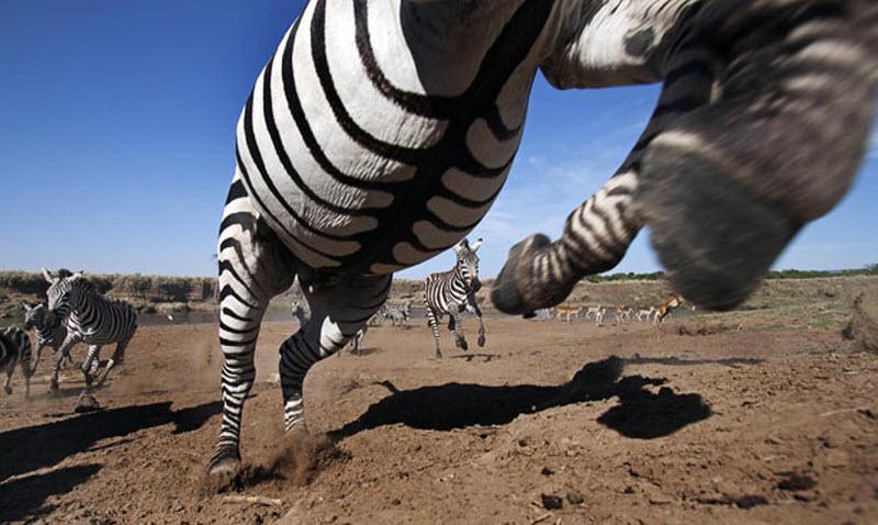 Зебра прыгает в нескольких сантиметрах от объектива камеры.