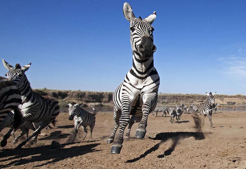 Фотограф-анималист Ануп Шах провел три месяца, следя за большим стадом зебр на равнинах Масаи Мара в Кении.