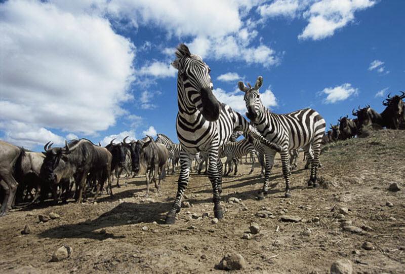 В перерывах между нападениями хищников жизнь у зебр не менее насыщенная. Каждые день нужно отстаивать свое право на самку.