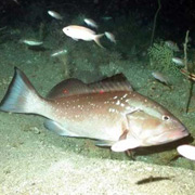 Epinephelus Morio – один из наиболее экономически важных видов рифовых рыб на юго-востоке Соединенных Штатов, и особенно в Мексиканском заливе. Обычно они живут на глубине 100-150 метров (фото Florida State University Coastal and Marine Laboratory).