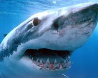 Учёные-ихтиологи раскрыли особенности нападения акул
