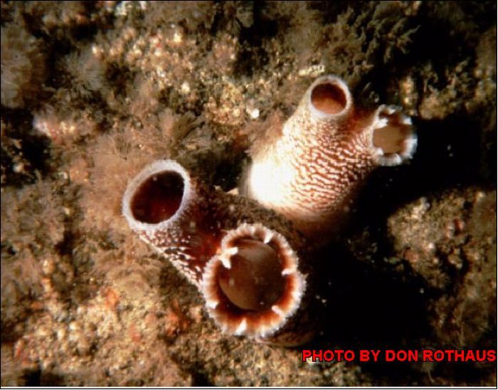 Гуидак (Panopea abrupta или Panope generosa) - разновидность двустворчатого моллюска семейства Hiatellidae