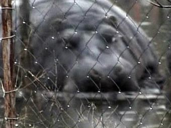 Сбежавший бегемот добровольно вернулся в зоопарк