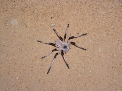 Гигантский паук Cerbalus aravensis