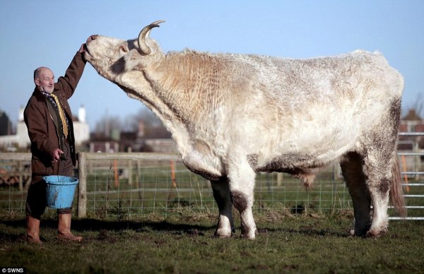 Гигантский бык породы Шароле (Charolais)