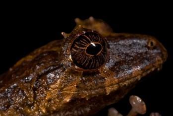 Неизвестная науке лягушка из рода Pristimantis, найденная на западе Эквадора