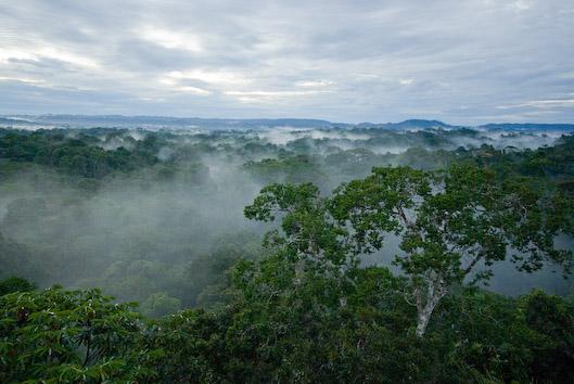 Ученые нашли в лесах Эквадора новые виды живых