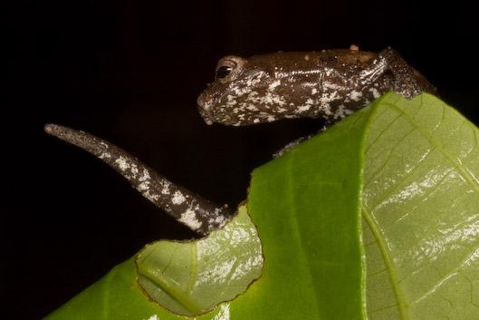 Ученые нашли в лесах Эквадора новые виды живых