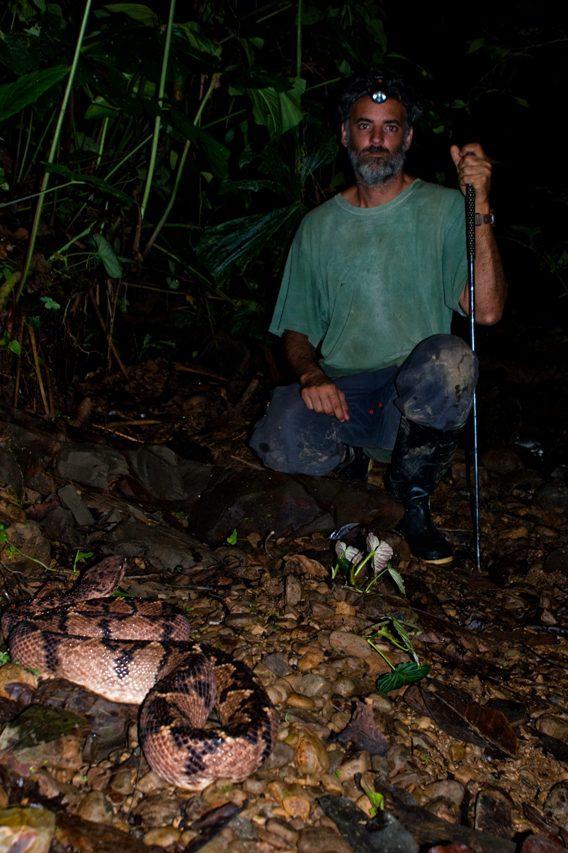 Бушмейстер Lachesis acrochorda, самая длинная змея семейства гадюковых