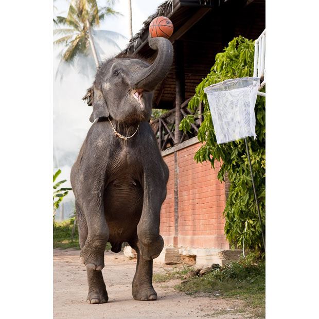 Слоны Мали и Токтак играют в баскетбол