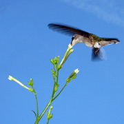 Колибри у цветка дикого табака, который раскрылся на 12 часов позже обычного (фото Danny Kessler).