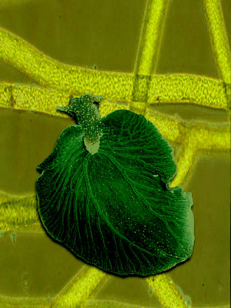 Зеленоухие элизии Elysia chlorotica