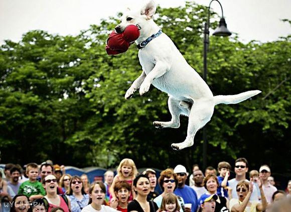 Соревнования собак на самый дальний прыжок