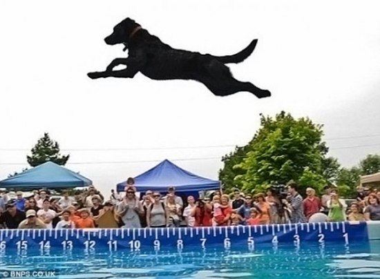 Соревнования собак на самый дальний прыжок