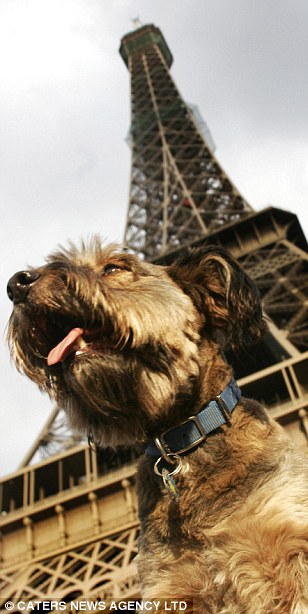 Собака Оскар в Париже возле славетной Эйфелевой башни