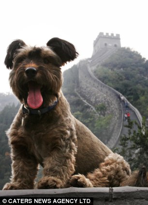 Смешной путешественник достиг и Великой китайской стены