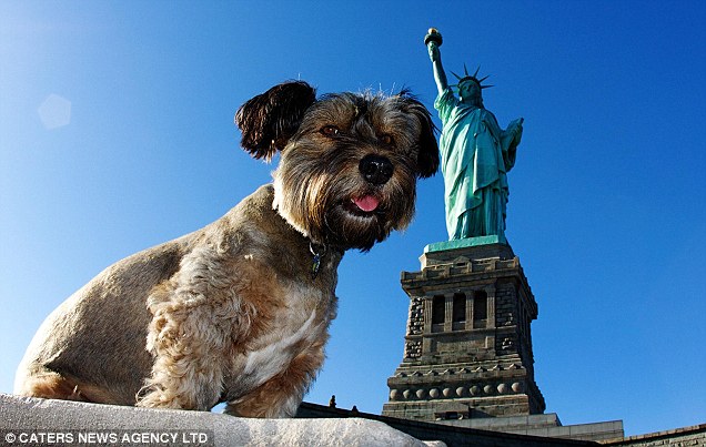 Оскар добрался до Нью-Йорка. Забавный пес на фоне статуи Свободы