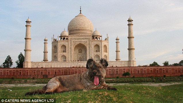 Чудо собака лежит возле Тадж-Махала в Дели