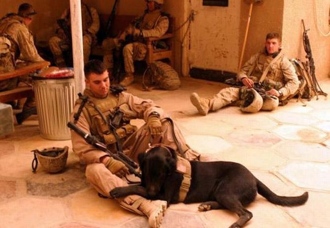 Собаки на службе в иностранных армиях