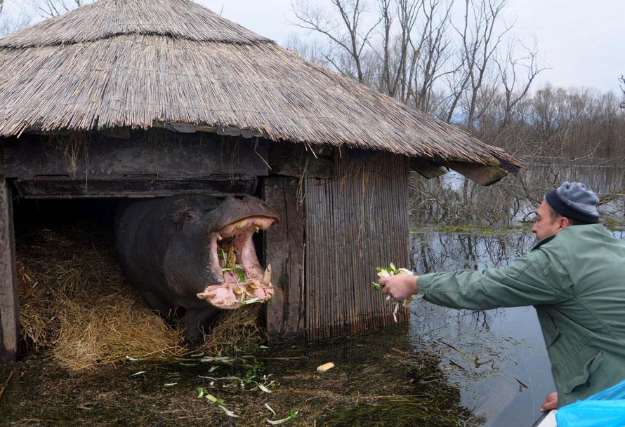 Мужчина кормит гиппопотама по имени Никица в частном зоопарке в деревне Плавница