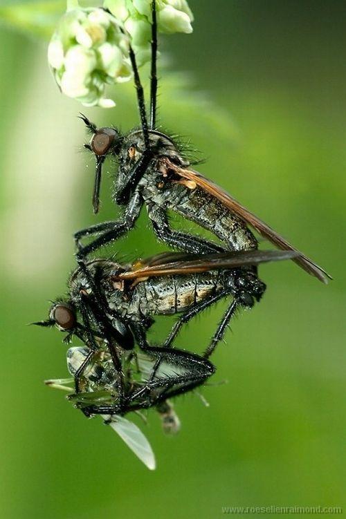 Макросъёмка насекомых