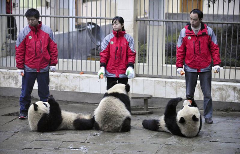 Десять панд отправились на выставку в Шанхай