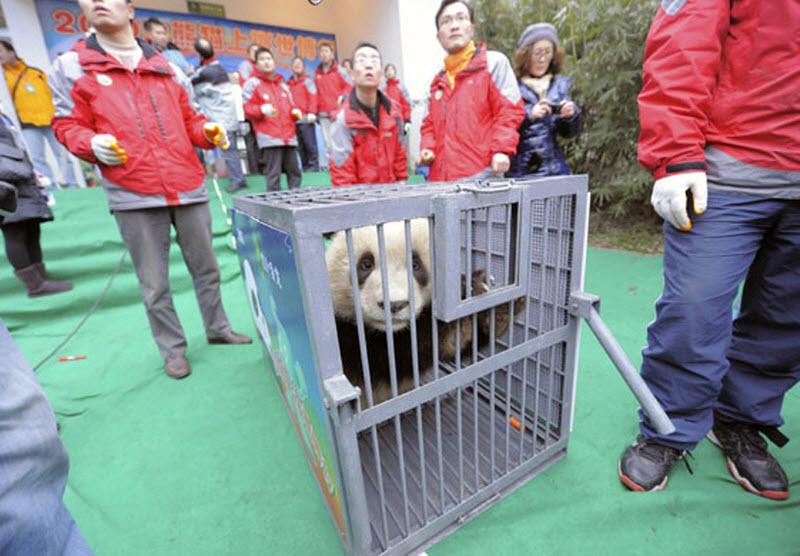 Десять панд отправились на выставку в Шанхай