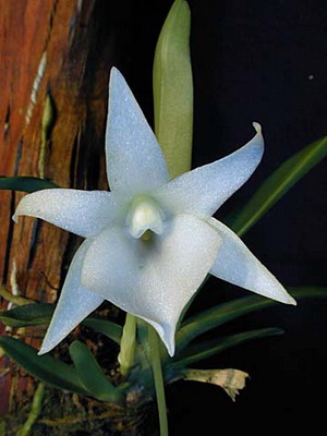 Орхидея Angraecum cadetii.
