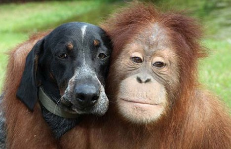 Орангутан и собака или история одной дружбы