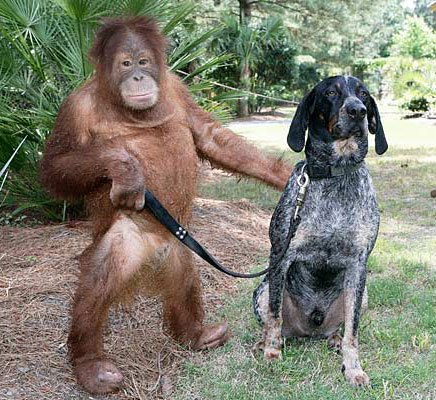 Орангутан и собака или история одной дружбы