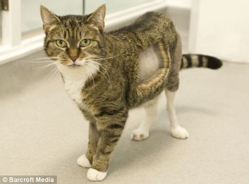 Кошка с искусственным коленным суставом