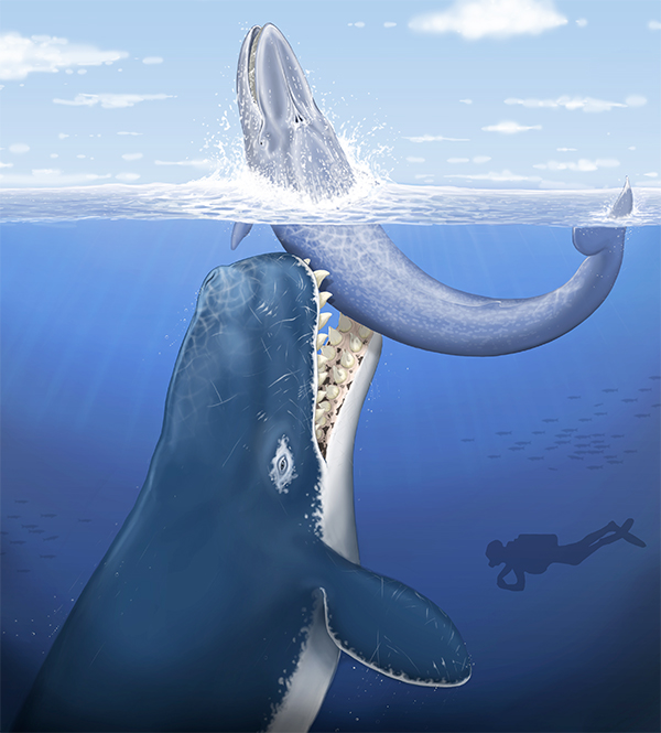 Древний кашалот нападает на некрупного усатого кита; силуэт  аквалангиста дан для сравнения размеров. (Иллюстрация авторов работы.)