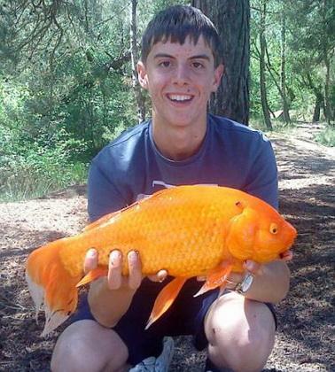 Натянувшаяся леска сулила 16-летнему школьнику как минимум карпа. Ник Ричардс был шокирован, когда обнаружил на своем крючке 40-сантиметровую сияющую золотую рыбку.