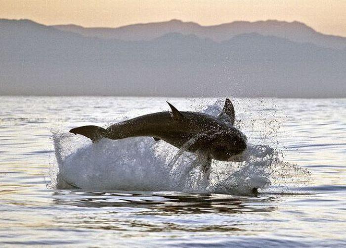 Охота большой белой акулы на тюленя