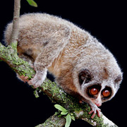 Чтобы получить фотографии животного, специалисты потратили более 200 часов наблюдений, которые проводились в 120 различных лесных участках (фото Wikimedia Commons).