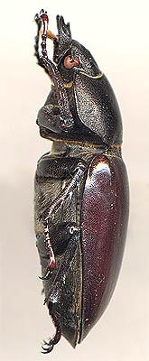 Жук-олень (Lucanus cervus L.)