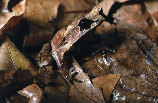 frog-leaf