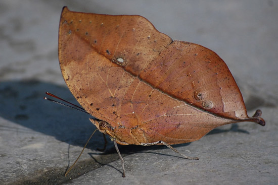 leaf-butterfly