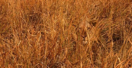 lion-camuflage