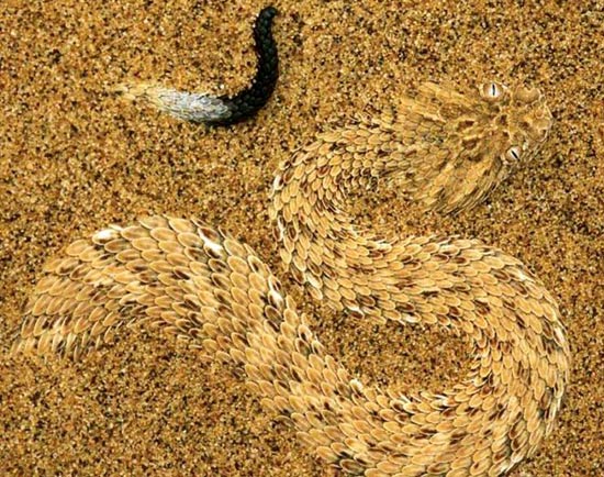 snake-in-sand