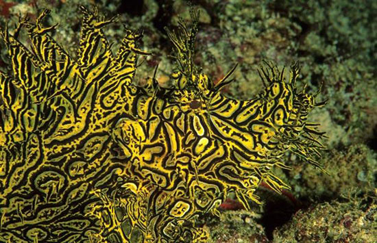 yellow-scorpio-fish